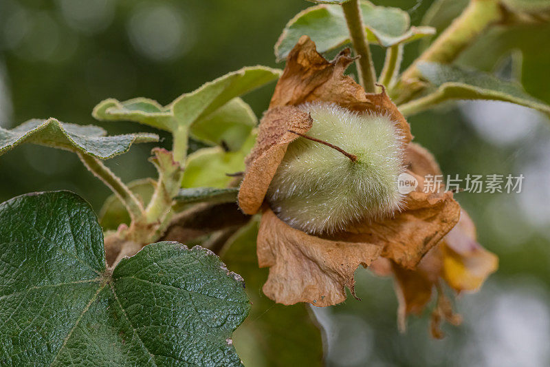 加州佛利蒙杜鹃(Fremontodendron californicum)，俗称加州法兰绒灌木、加州佛利蒙杜鹃和法兰绒灌木，是一种开花灌木，原产于北美西南部的各种栖息地。种子荚。锦葵科。